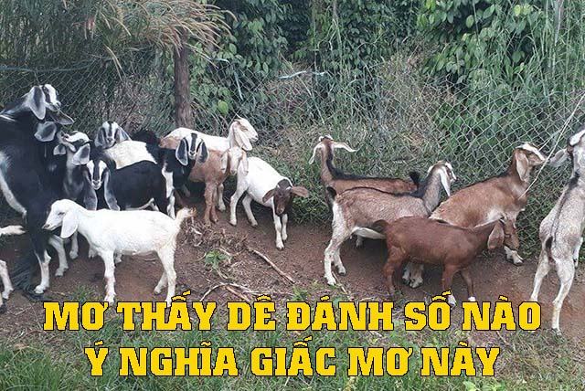 Mơ thấy con dê