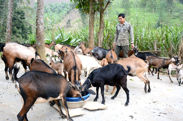 giấc mơ thấy con dê