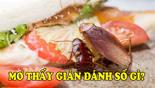 Mơ thấy con gián