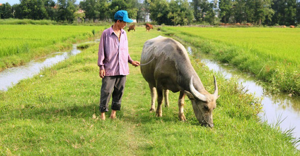 mơ thấy trâu trên đồng lúa